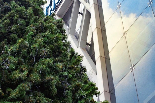 Commercial And Residential Uses of Conifers Face Development Threat