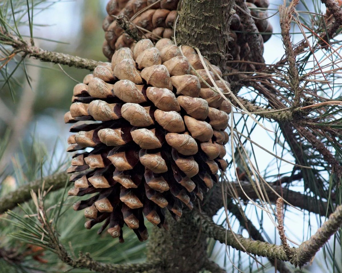 Conifer Species Identification by Needles, Cones, and Bark