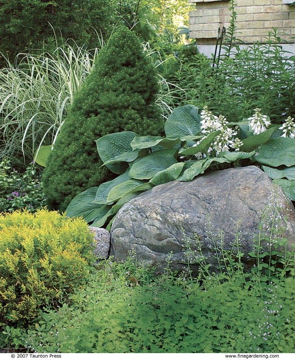 Conifers in Landscaping and Garden Design Bring Enduring Color and Texture