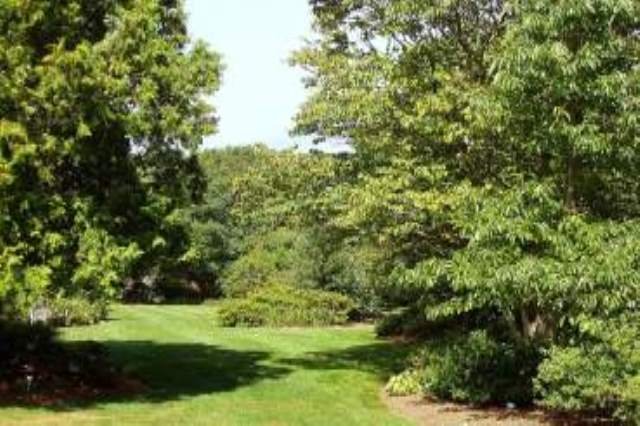 Ongoing Conifer Care Ensures Long-Term Health and Color