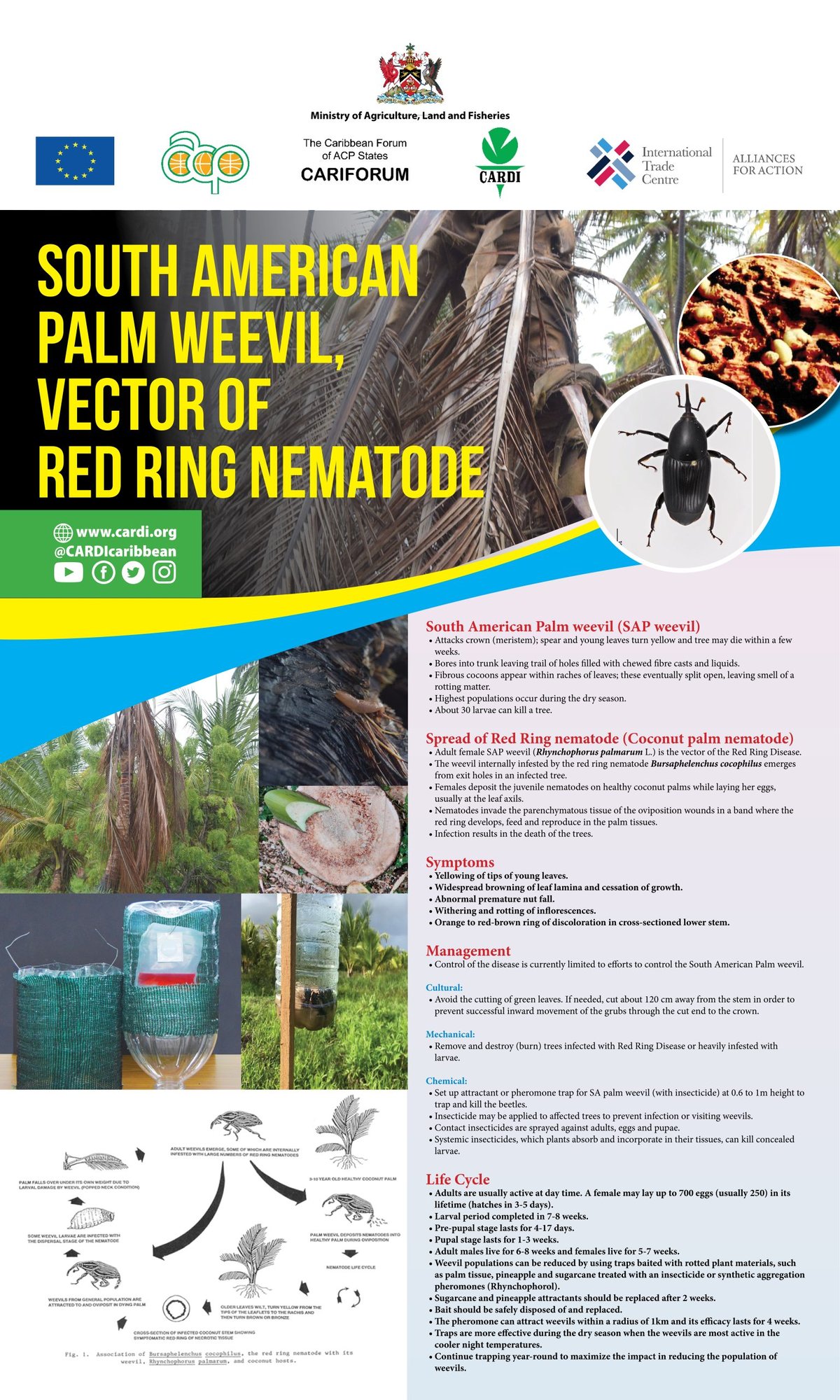 Conifer Pest And Disease Strategies For Healthy Trees